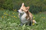 CORGI PEMBROKE 624